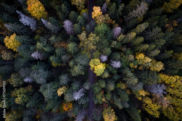 Fototapeta Aerial view of colorful fall foliage of boreal forest in nordic country