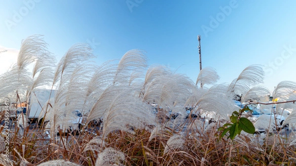 Fototapeta 青空に映えるススキ