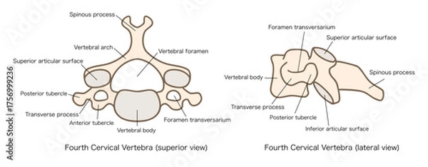 Obraz 第4頚椎（C4）の解剖学、上面図と側面図