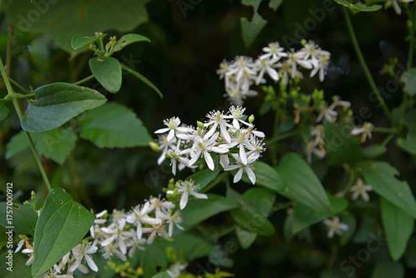 Fototapeta 花盛りになったセンニンソウ