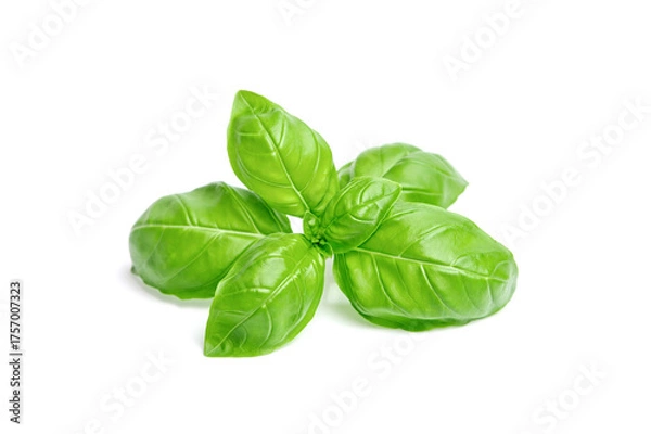 Fototapeta Green basil leaves isolated on white background