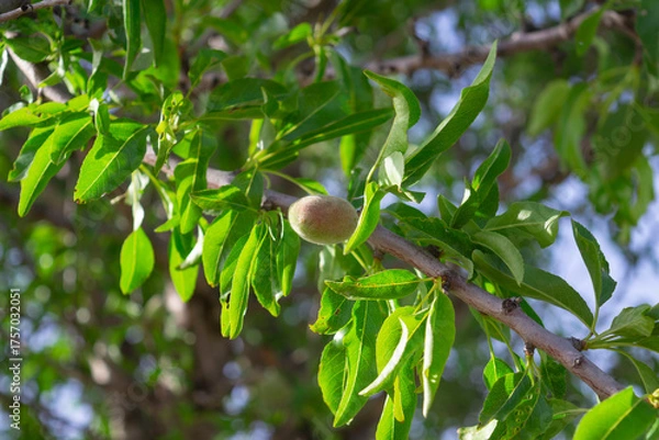 Fototapeta Almond fruit Prunus amygdalus Batsch ripens on branch of almond tree, background