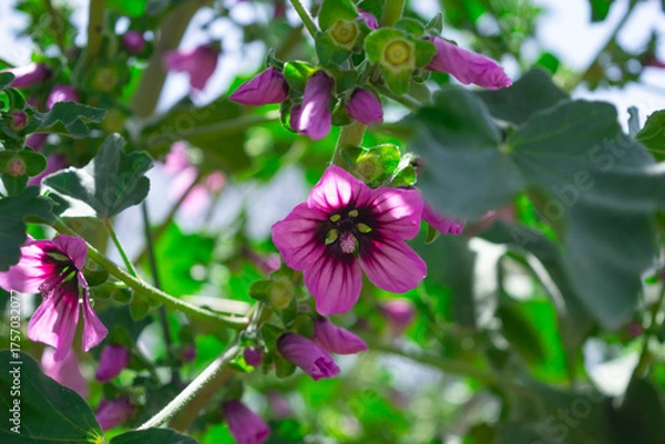 Fototapeta Tree mallow, Malva arborea (L.), (Lavatera arborea), a plant from the mallow family, closeup