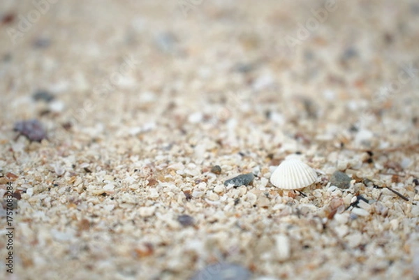 Fototapeta A small white seashell resting on fine beach sand, capturing a calm and minimal seaside moment