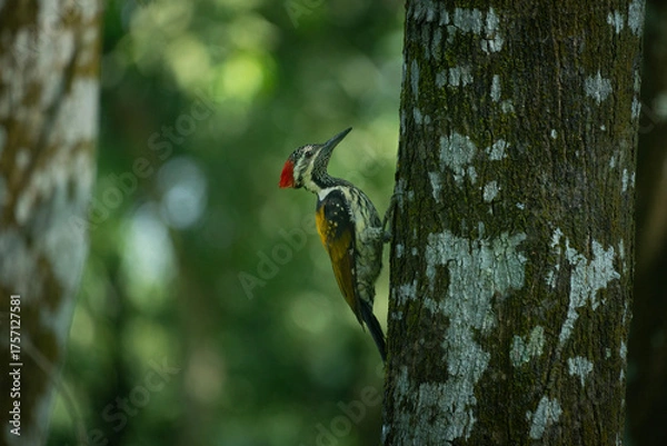 Fototapeta A closeup of a black-rumped flameback (Dynopium benghalense) on a tree in the forest.