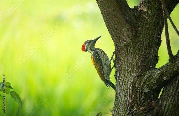 Fototapeta A close-up of a Black-rumped flameback (Dinopium benghalense) on a tree.