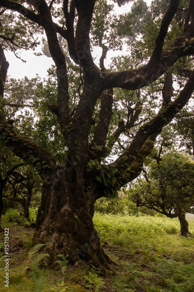 Fototapeta Fanal old Laurel trees