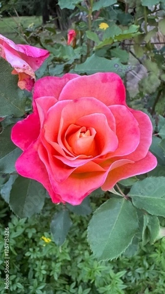 Obraz flor, flores, primavera verano