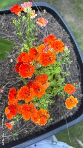 Obraz flor, flores, primavera verano