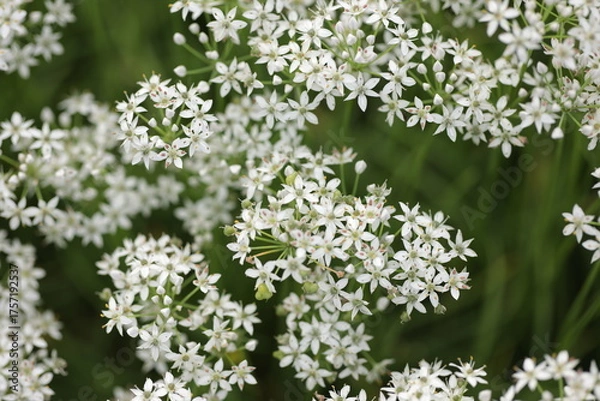 Obraz 真上よりクローズアップしたニラの花