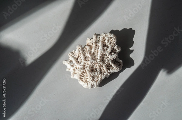 Obraz White coral