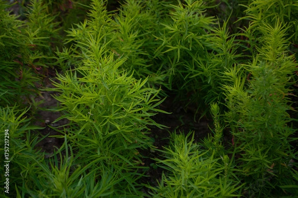 Obraz Many green plants