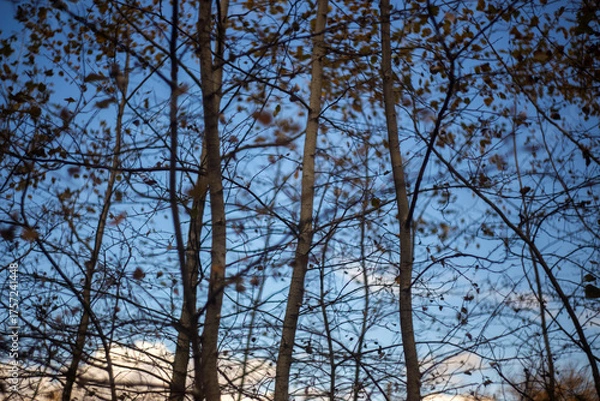 Fototapeta autumn leaves in the forest