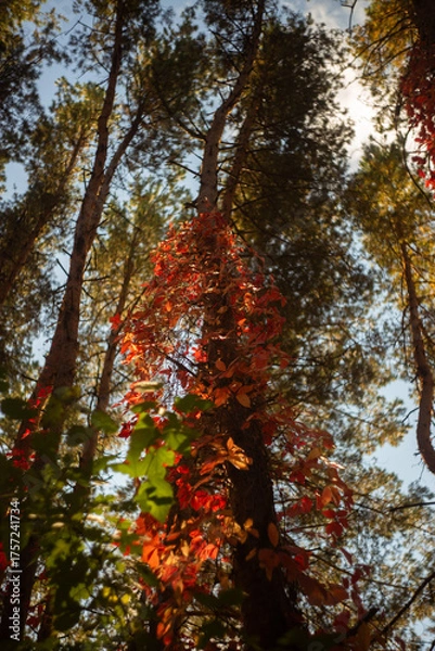 Fototapeta autumn leaves in the forest
