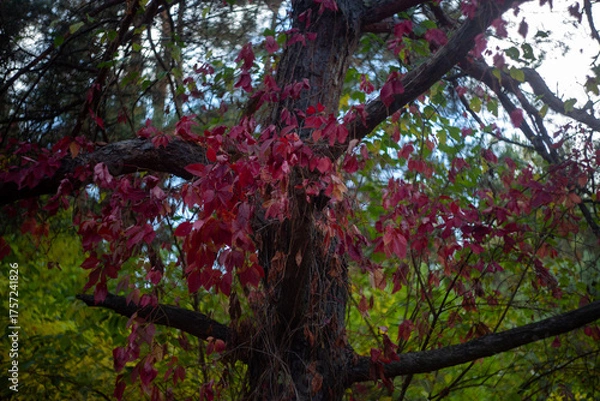 Fototapeta autumn leaves in the forest