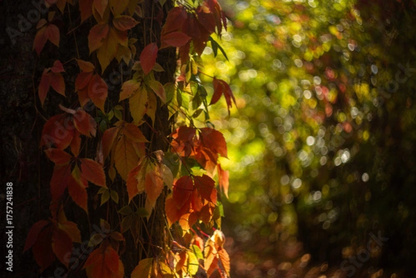Fototapeta autumn leaves in the forest