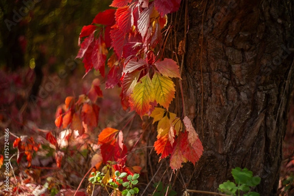 Obraz autumn leaves in the forest
