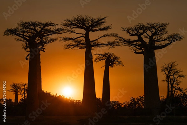 Obraz Beautiful sunset with baobab trees