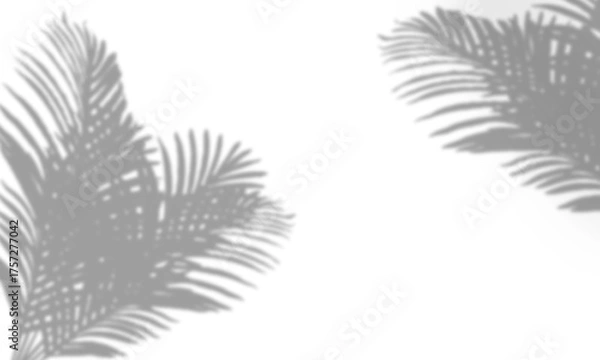 Fototapeta Shadow overlay effects of realistic abstract natural tree leaves shadow on wall background,Summer sunlight tropical leaves shadows isolated on transparent for photo interior backdrop studio mockup