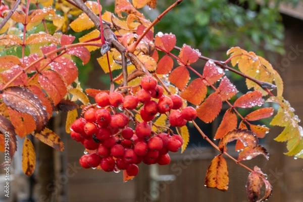 Fototapeta Beeren und Blätter der Eberesche im Herbst. Die Vogelbeere, Sorbus ist ein Kernobstgewächs und gehört zu der Famnilie der Rosengewächse, Rosaceae.