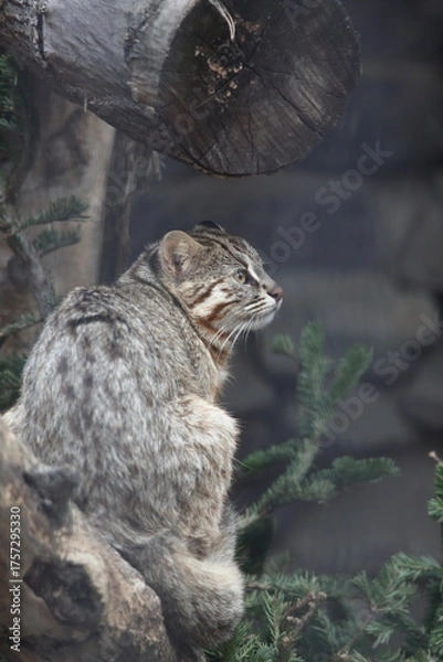 Obraz A European wildcat sits on a log and looks thoughtfully to the side