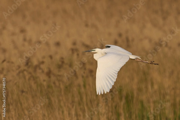 Obraz Great White Egret (Ardea alba) flying over reedbeds of the Somerset Levels in Somerset, United Kingdom.