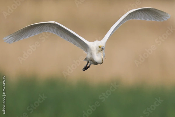 Obraz Great White Egret (Ardea alba) flying over reedbeds of the Somerset Levels in Somerset, United Kingdom.