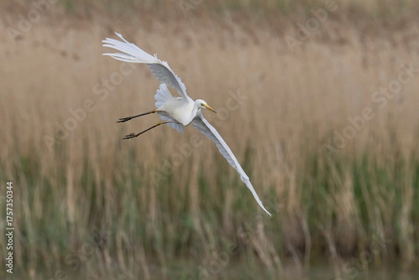 Fototapeta Great White Egret (Ardea alba) flying over reedbeds of the Somerset Levels in Somerset, United Kingdom.