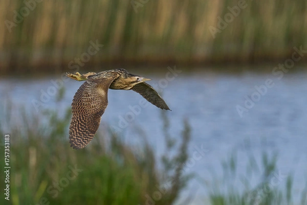 Fototapeta Bittern (Botaurus Stellaris) flying over the reedbeds of the Somerset Levels in Somerset, United Kingdom.