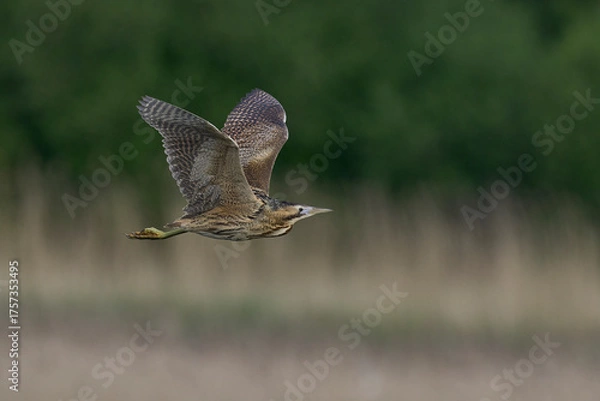 Fototapeta Bittern (Botaurus Stellaris) flying over the reedbeds of the Somerset Levels in Somerset, United Kingdom.