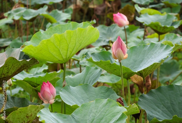 Fototapeta Pink water lily growth among leaves in the pond 