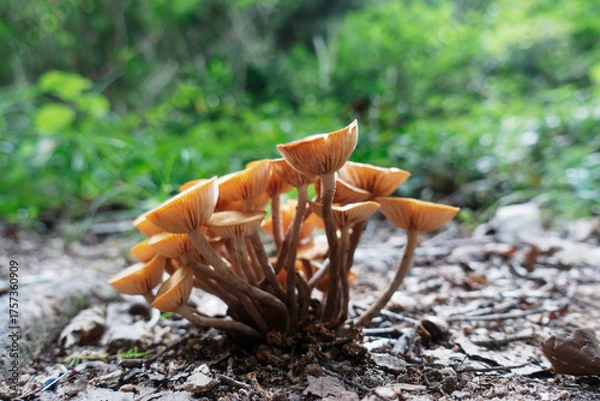 Obraz ナラタケモドキ