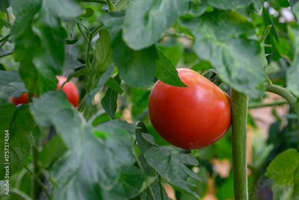 Obraz 푸른색 나무들 사이에 잘 여문 빨간색 토마토 