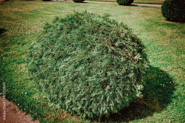 Fototapeta Juniper bush in the form of a ball