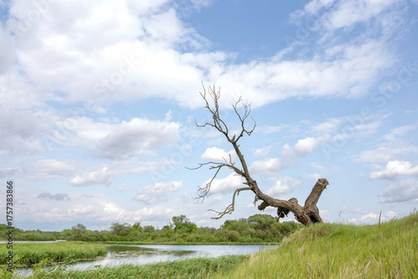 Obraz A dry tree on a high riverbank, beautiful clouds