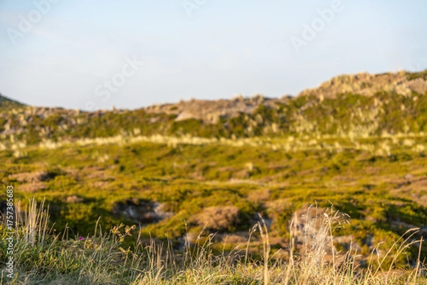 Fototapeta Grasses and Dunes at Sunset Dry grass stalks sway gently before distant sandy hills. The low sun creates a golden glow across the landscape.