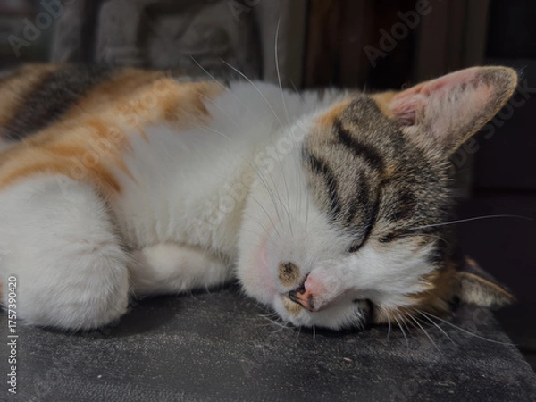 Fototapeta 昼寝する猫　屋外　かわいい　アップ