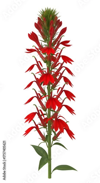 Obraz A tall, vibrant red cardinal flower lobelia cardinalis blooming with many small, tubular flowers on a green stalk, isolated on transparent background