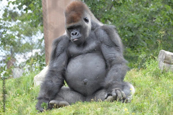 Fototapeta Gorilla