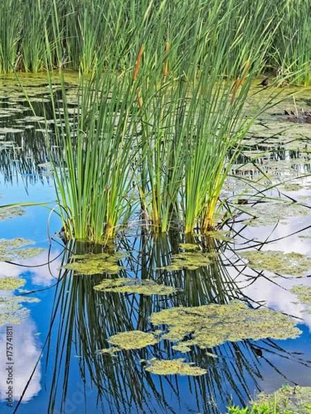 Fototapeta Reflection of cattails in pond with clouds and blue sky 4