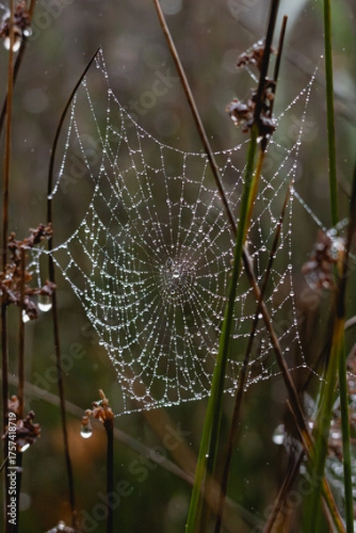 Fototapeta spider web with dew drops