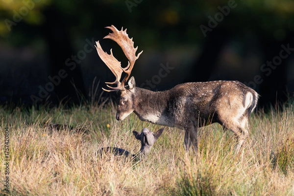 Obraz deer in a field