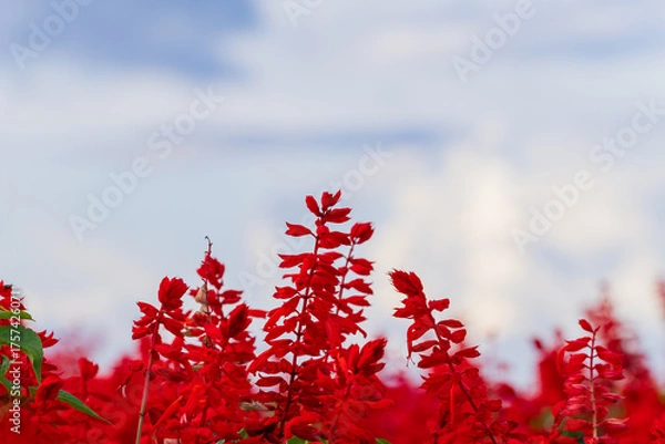 Obraz red autumn leaves