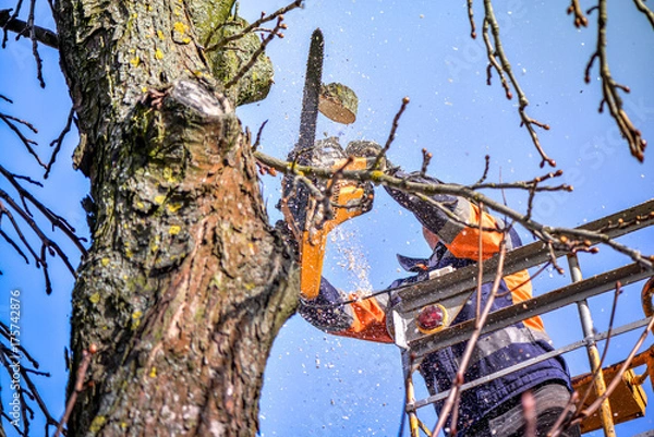 Fototapeta Przycinanie i piłowanie drzew przez człowieka z piłą łańcuchową, stojącego na platformie mechanicznego wyciągu krzesełkowego, na dużej wysokości między gałęziami starego, dużego dębu. Spadające gałęzie, belki i trociny