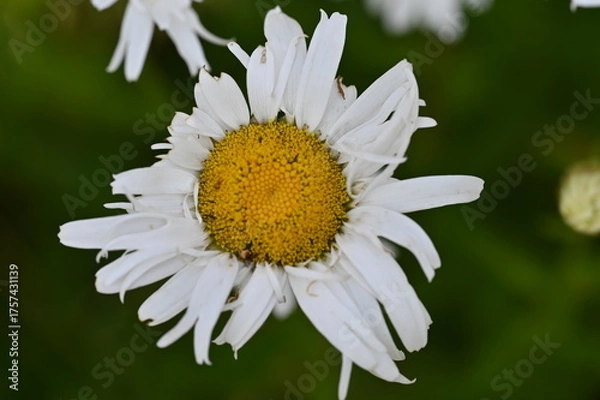 Obraz daisy with dew