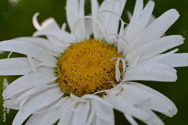 Obraz daisy flower closeup
