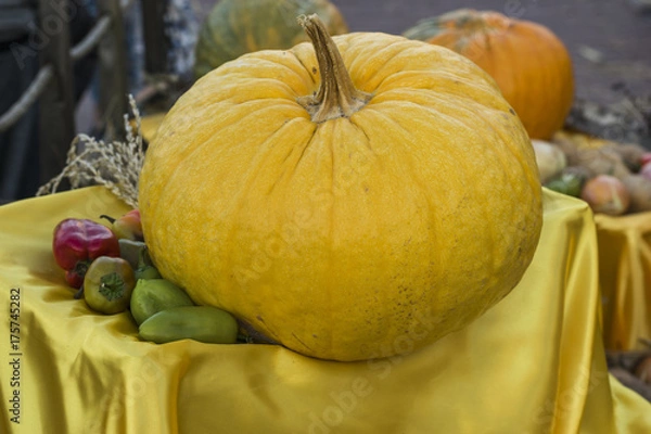 Obraz large yellow pumpkin