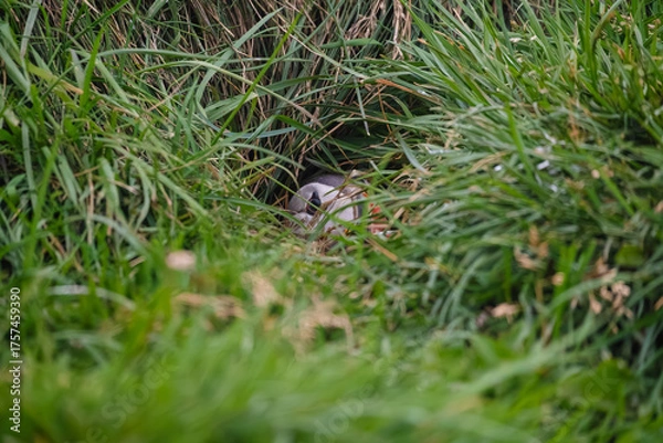 Obraz Atlantic Puffin
