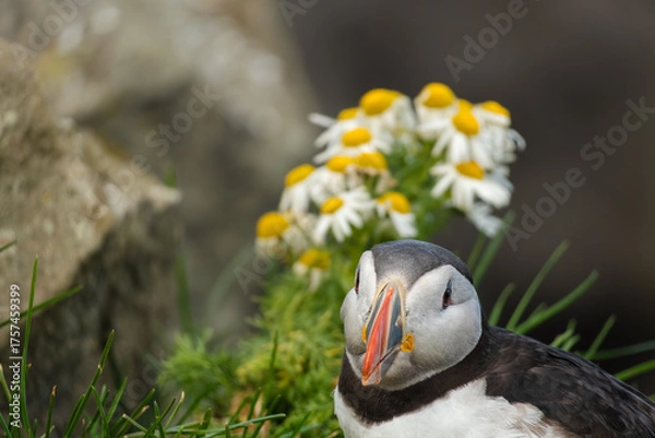 Obraz Atlantic Puffin