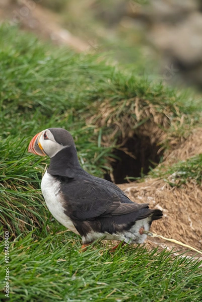 Obraz Atlantic Puffin